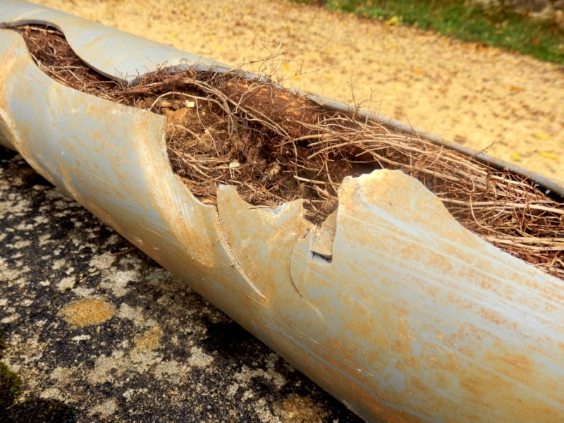 What Dissolves Tree Roots In Sewer Lines? Brute Contracting